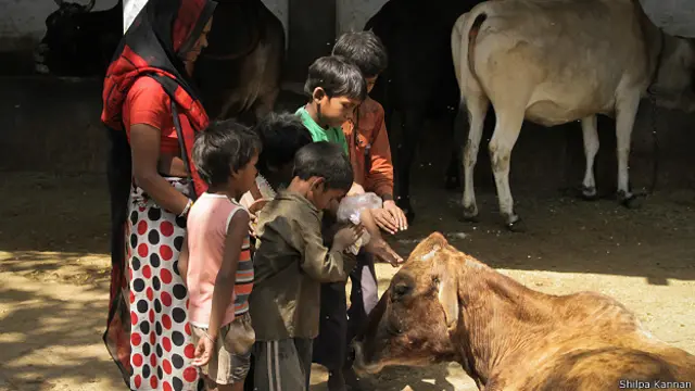 ভারতে হিন্দুরা গরুকে দেবতা হিসাবে দেখে