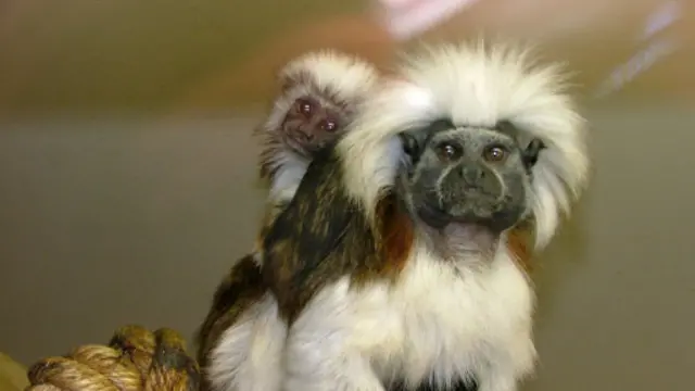 动物保护组织说，把猴子养在家庭环境中，不符合猴子复杂的社交、情感、和环境要求。