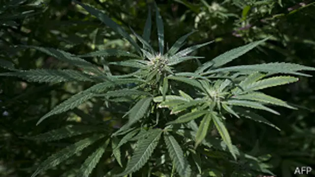 Planta de marihuana