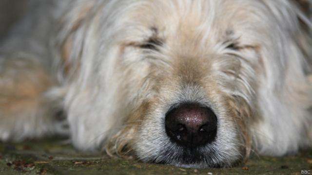 Cão durante o sono (foto: BBC)