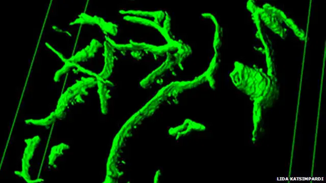 बड़े चूहों की रक्त नलिका में सक्रियता देखी गई.