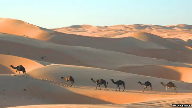 Camellos en el desierto