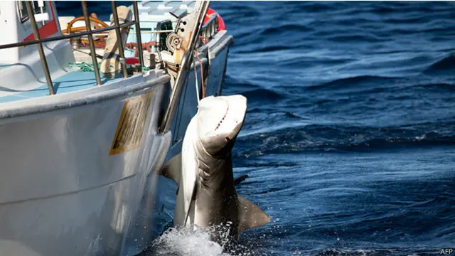 قتل خمسون من أكبر أسماك القرش التي اصطيدت على مدى ثلاثة أشهر