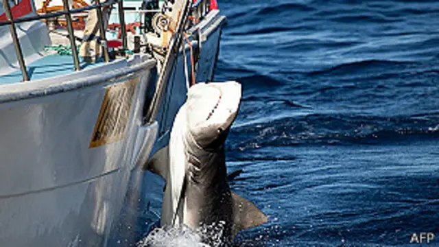 Tiburón pescado en Australia
