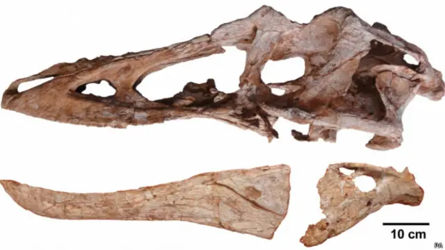 Fóssil do Pinóquio Rex. Foto: PA