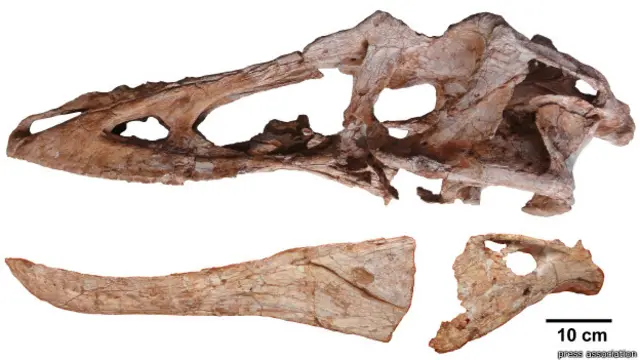 नए टायरेनोसोरस का कंकाल