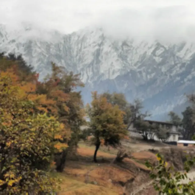 در سال ۲۰۰۳ فقط ۱.۶ میلیون هکتار زمین در افغانستان تحت پوشش جنگل بود و در سال ۲۰۰۸ به ۱.۳ میلیون هکتار کاهش یافت. در سال ۲۰۱۲ این مقدار ۲ میلیون هکتار گزارش داده شد