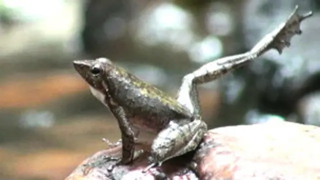 نر مینڈکوں کے پاؤں کے ہلانے میں ان کا سیدھا کرنا یا پھیلانا، ان کا لمبا کرنا اور دونوں جانب پاؤں کا پٹخنا شامل ہے