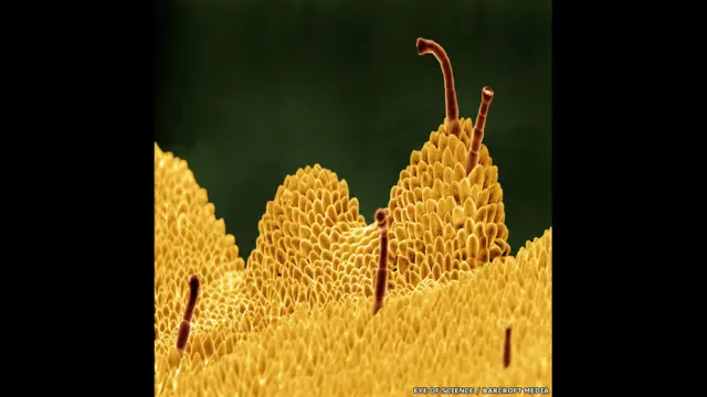 پرمیولا نامی پودے کی پتی کا مائیکروسکوپک عکس 