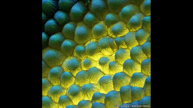 تلی کے پھول کی انتہائی قریب اور حساس ترین خوردبین لینس سے بنائی گئی تصویر