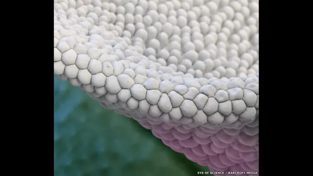 Close up of a Valerian flower as viewed under a coloured scanning electron microscope (SEM) in Reutlingen, Germany.