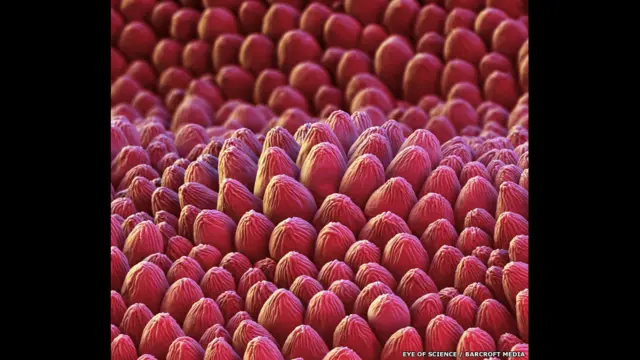 A rose petal as seen under a coloured scanning