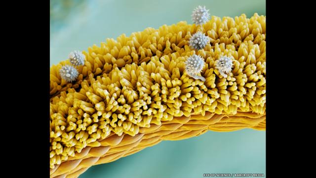 Granos de polen sobre el estigma de una flor de árnica