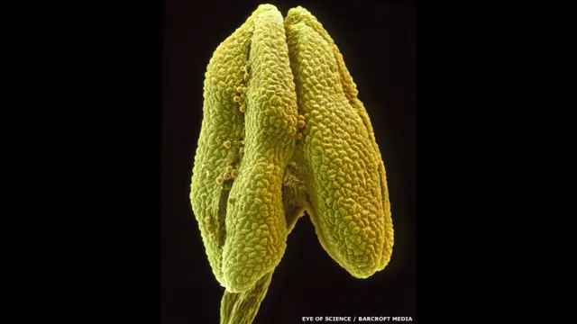 The anther of a flower of the small-leaved lime under a coloured scanning electron microscope (SEM) in Reutlingen, Germany.