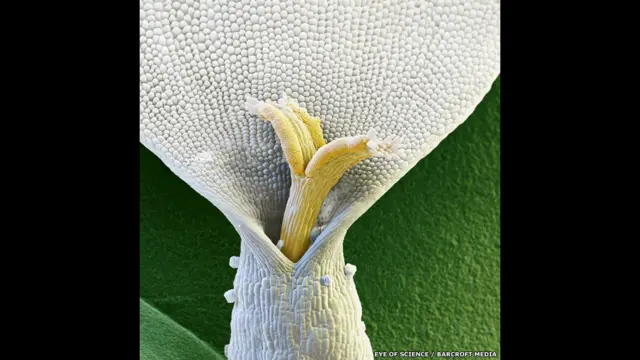 The floret of a Chamomile flower, as seen under a coloured scanning electron microscope (SEM) in Reutlingen, Germany.