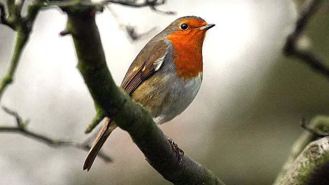 تھیروپاڈ ڈائنو سار کی ایک شاخ یعنی فضائی تھیروپاڈ کی نسل سے پرندے پیدا ہوئے