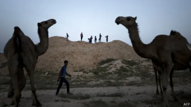 camel
