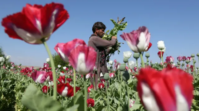 در سال ۲۰۱۳ میلادی ۲۰۹ هزار هکتار زمین زیر کشت مواد مخدر بود