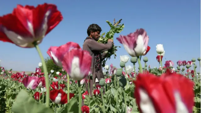 عام طور پر طالبان کے موسم گرما کے حملے اس وقت شروع ہوتے ہیں جب برف پگھلنے لگتی ہے اور پوست کی فصل تیار ہوتی ہے