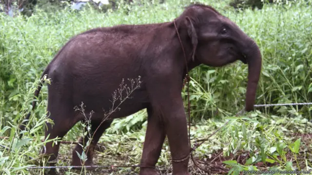 අලි මිනිස් ගැටුම සහ නීතිවිරෝධී අලි පැටවුන් පිළිබඳව රාජපක්ෂ පරිපාලනය සමයේ ප්රබල අවධානය යොමු වී තිබුණි