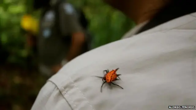 Esta araña roja es una de las muchas especies únicas de la Isla del Coco.