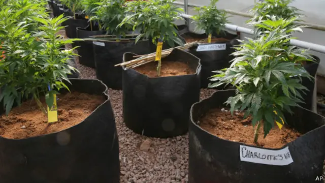 Teia de Charlotte (AP)