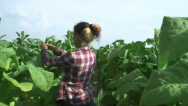 Trabalho em fazenda de tabaco nos EUA. Foto: BBC