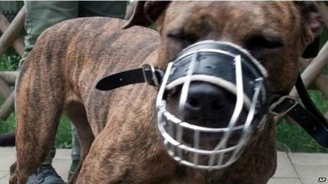 están prohibidos los perros kangal en el reino unido