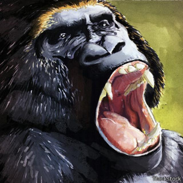 Gorila furioso
