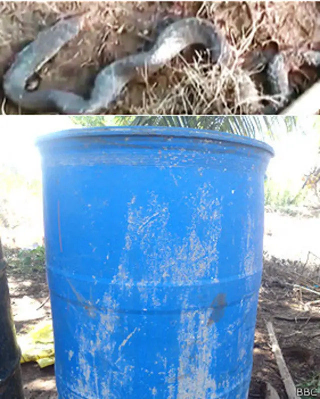 නාගයා ද නුදුරින් මරා දමා තිබුණි