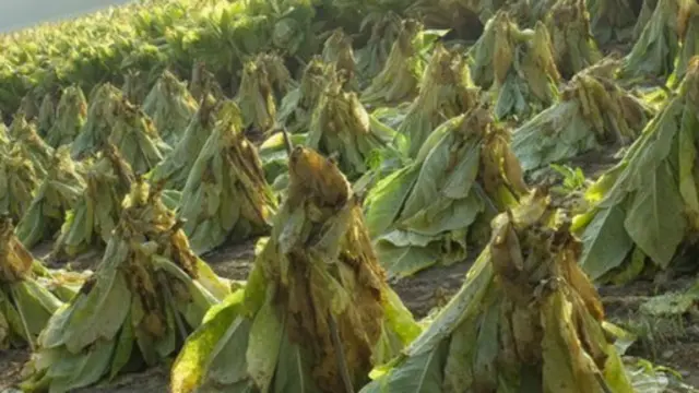 مزارع التبغ