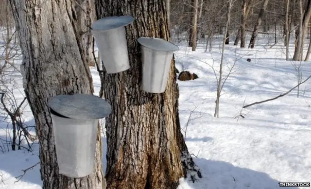 采集枫液的锡桶