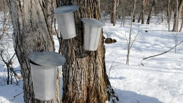 采集枫液的锡桶