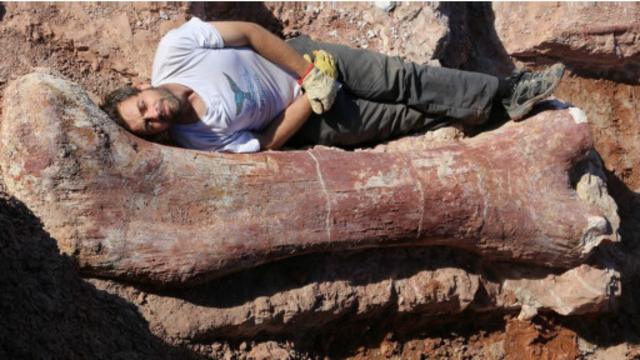 قدر العلماء ضخامة حجم الديناصور بالنظر إلى حجم عظم فخذه