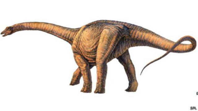 يقدر العلماء طول الديناصور بـ 40 مترا وارتفاعه بـ 20 مترا