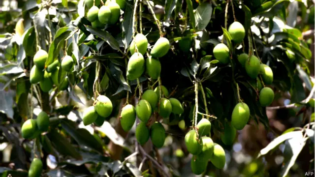 آم اپنے ہر دور میں پتے سے لے کے چھاؤں تک کے لیے اہمیت کا حامل ہے
