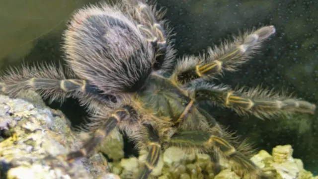 Tarantula (BBC)