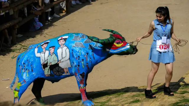 گذشتہ دنوں چین کے ینّان صوبے کی جیانگ چینگ کاؤنٹی میں مصوری کا ایک انوکھا مقابلہ ہوا جس میں بھینسوں کو مختلف انداز میں پینٹ کیا گیا تھا۔