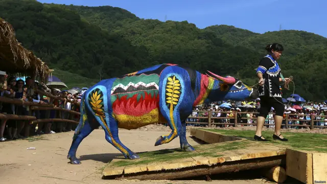 اس مقابلے میں دنیا کے آٹھ ممالک کے فن کاروں نے حصہ لیا۔ ایک لڑکی اپنی مبینہ طور پر حسین ترین بھینس کو سٹیج پر لے جا رہی ہے۔