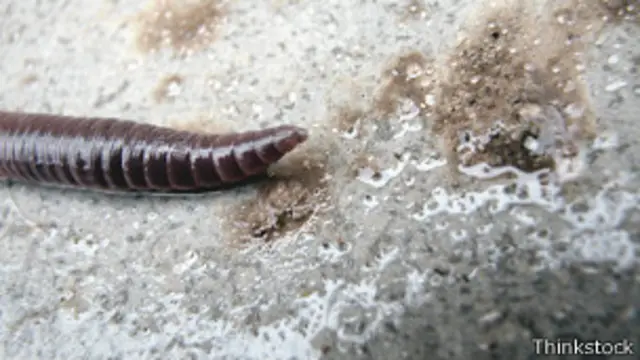 Lombriz de tierra