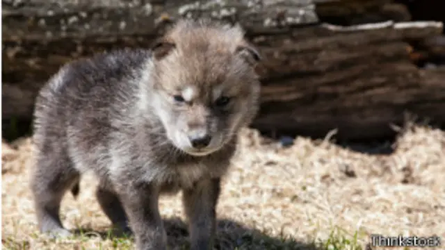 Cachorro de lobo gris