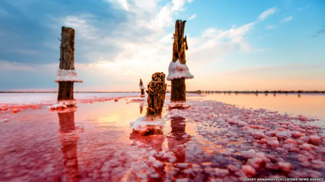 اكتسبت المياه اللون الأحمر بفعل طحالب (الملحاء العصوية) الوردية التي تتكاثر بسرعة في بيئة من المياه شديدة الملوحة.