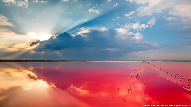 وتنتمي طحالب الملحاء العصوية لمجموعة فريدة من كائنات شبيهة بالبكتيريا يطلق عليها العتائق.