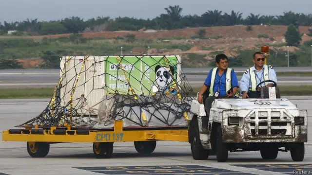 兩隻中國大熊貓抵達馬來西亞雪蘭莪州梳邦國際機場(21/05/2014)