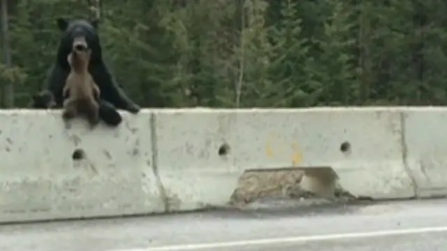 Ursa resgate filhote de beira de estrada | Crédito: BBC