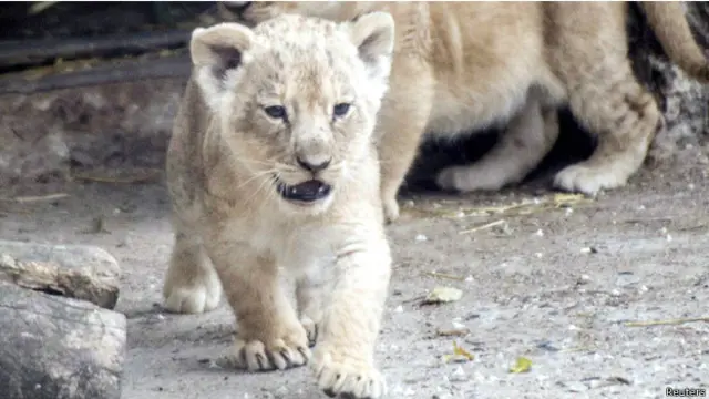 ادعت السيدة ان الشبل الذي يبلغ وزنه 50 كيلوغراما هو "قط منزلي"