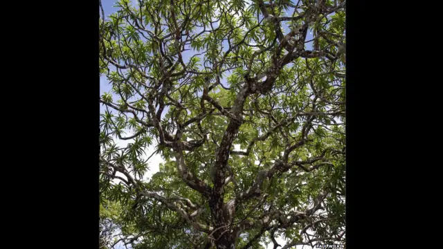 कैवीसैक ड्रैगन ट्री,पाल विल्किन