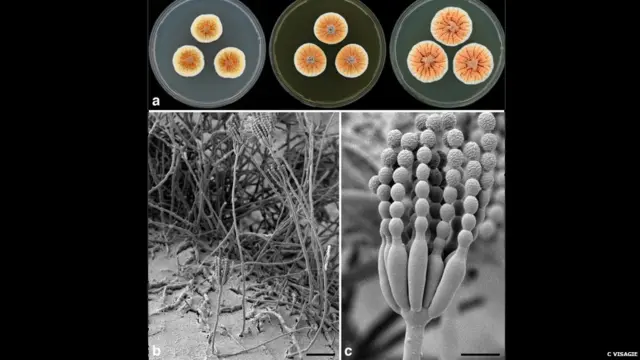 औरेंज पेंसिलियम, सी विसाजी