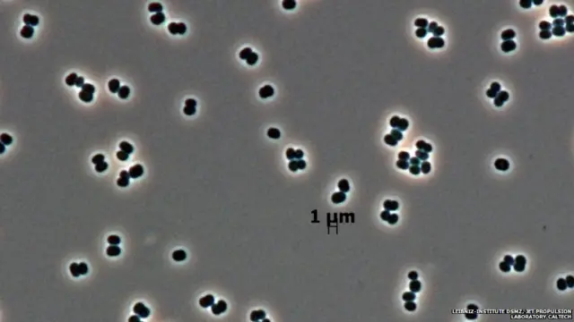 क्लीन रूम माइक्रोबीज़, डीएसएमज़ेड, कैलटेक