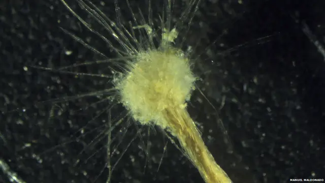 अमीबाइड, मैनुयल मैलडोनाडो